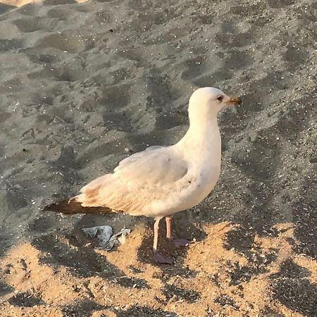 Le Beau Coin Villa De Panne Kültér fotó